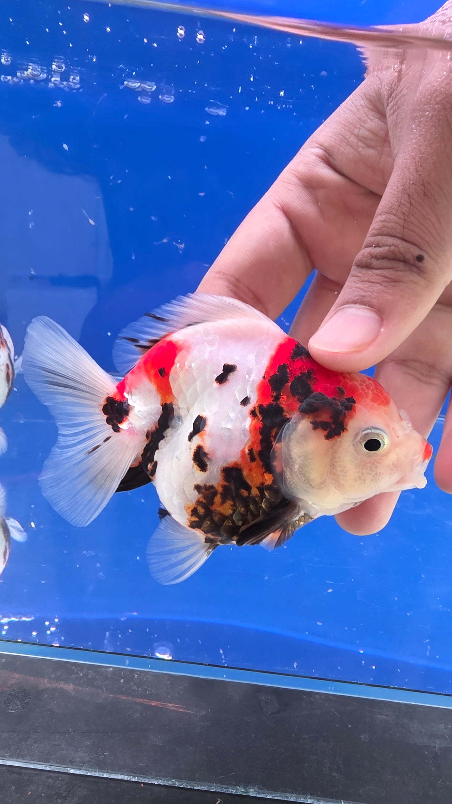Tiger Oranda- 01