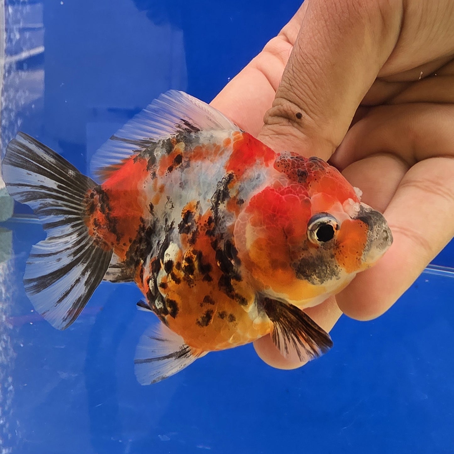 Tiger Oranda- 02
