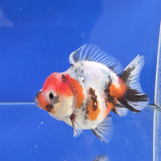 Calico Oranda - 03