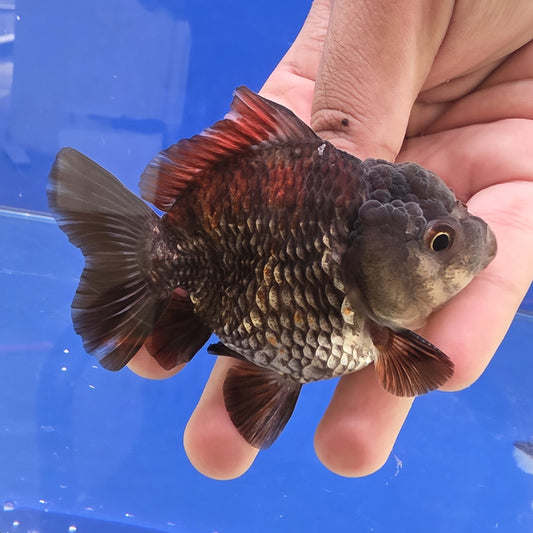 Black Oranda - 04