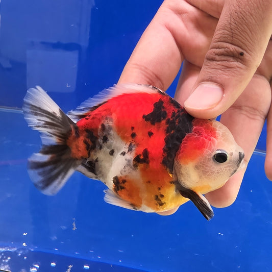 Calico Oranda- 06