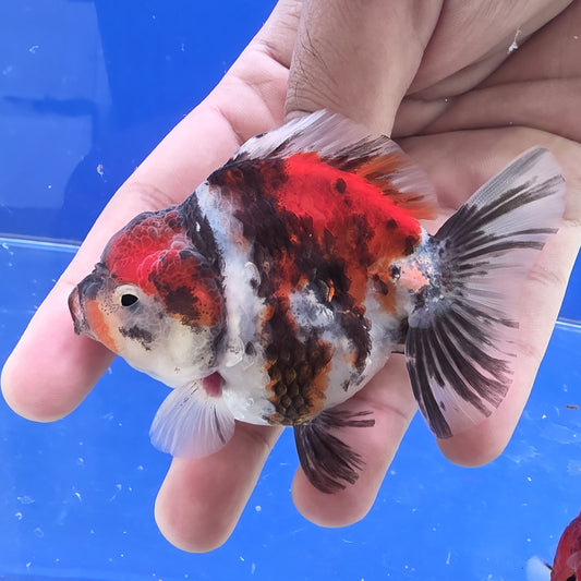 Calico Tiger Oranda- 08