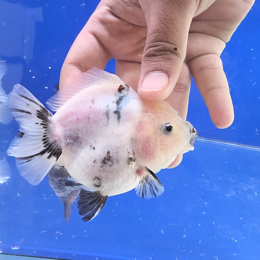 White Ink Oranda- 09