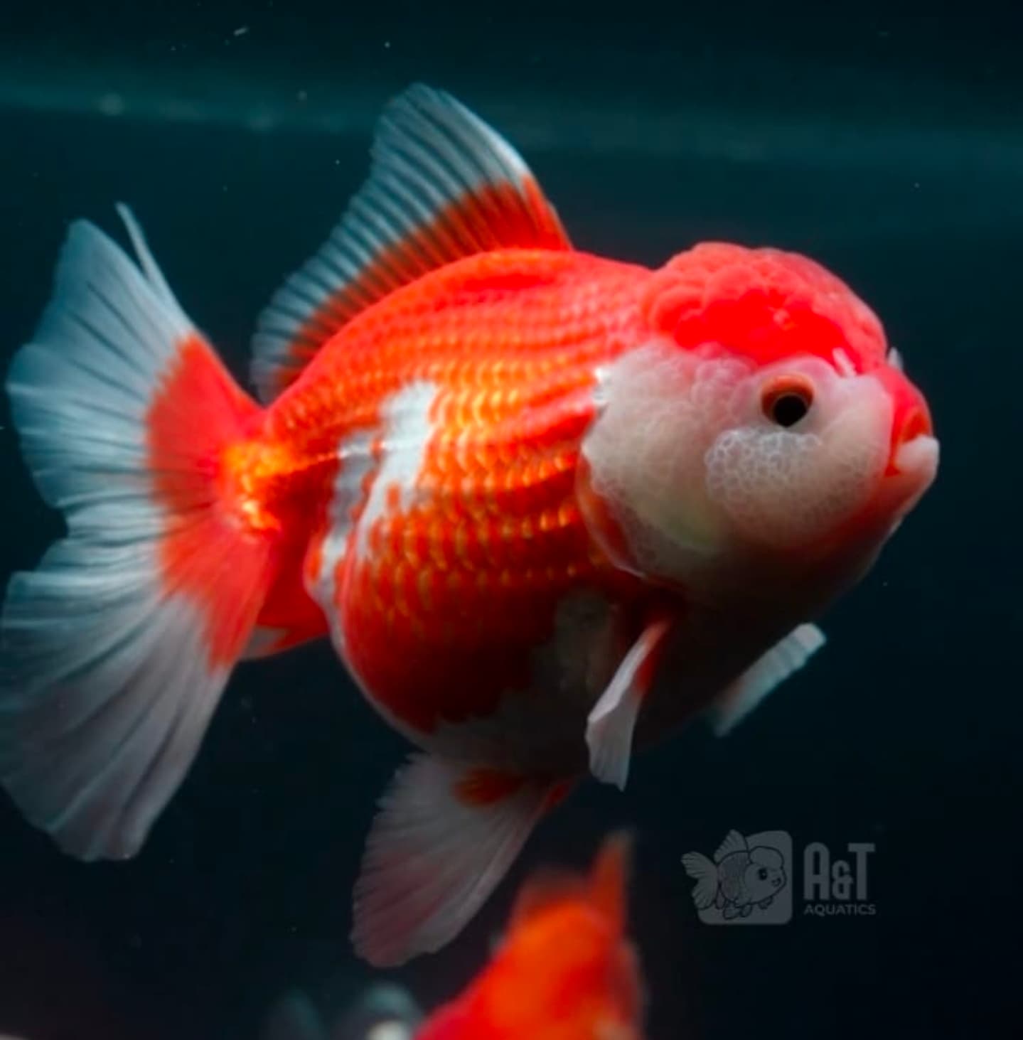 Oranda
