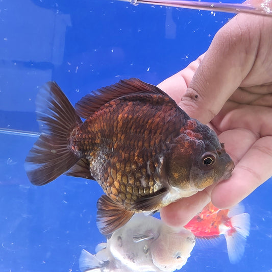 Black  Oranda- 10