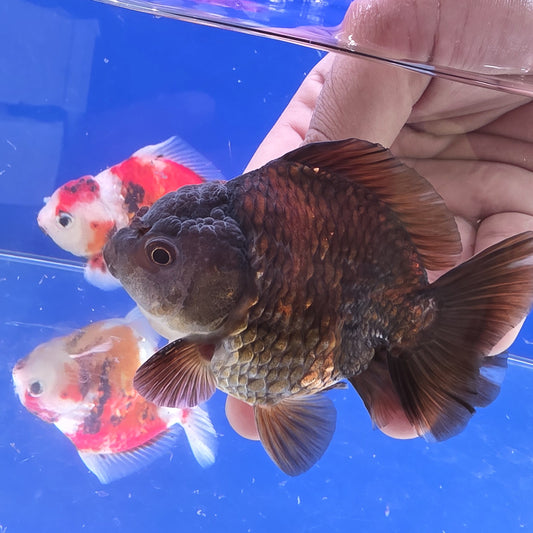 Black  Oranda- 10
