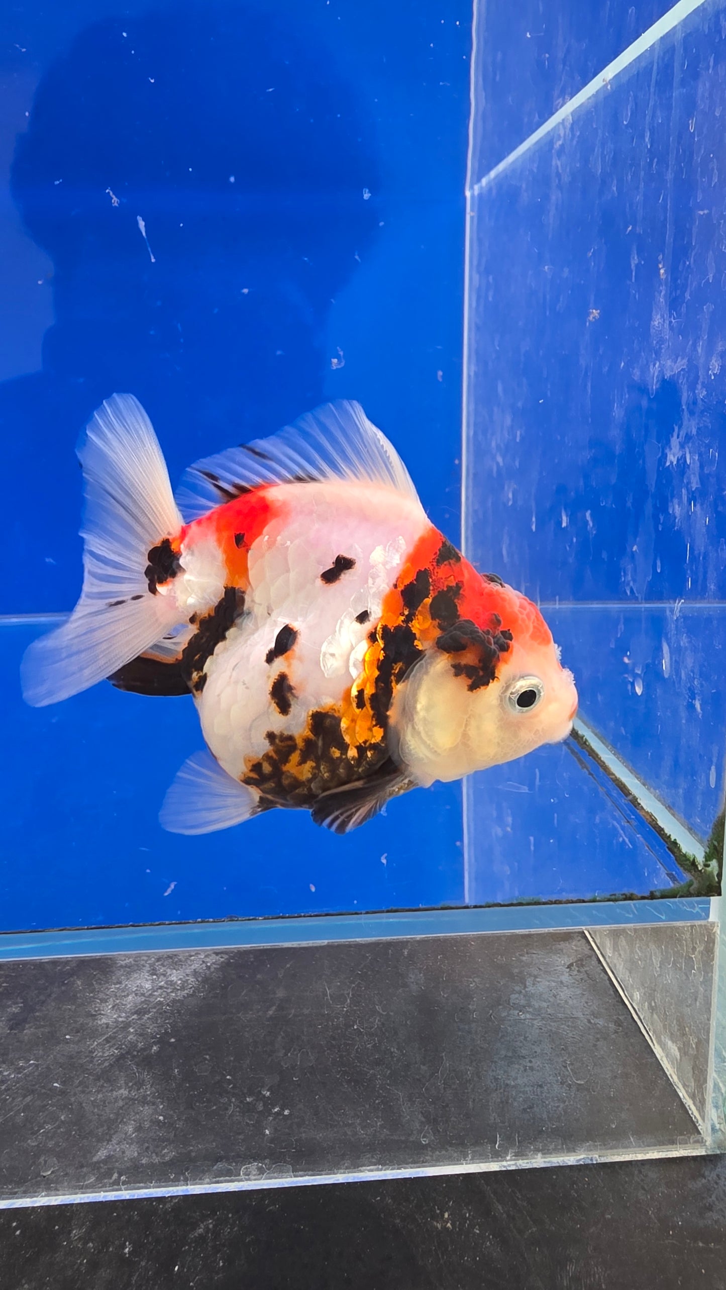 Tiger Oranda- 01