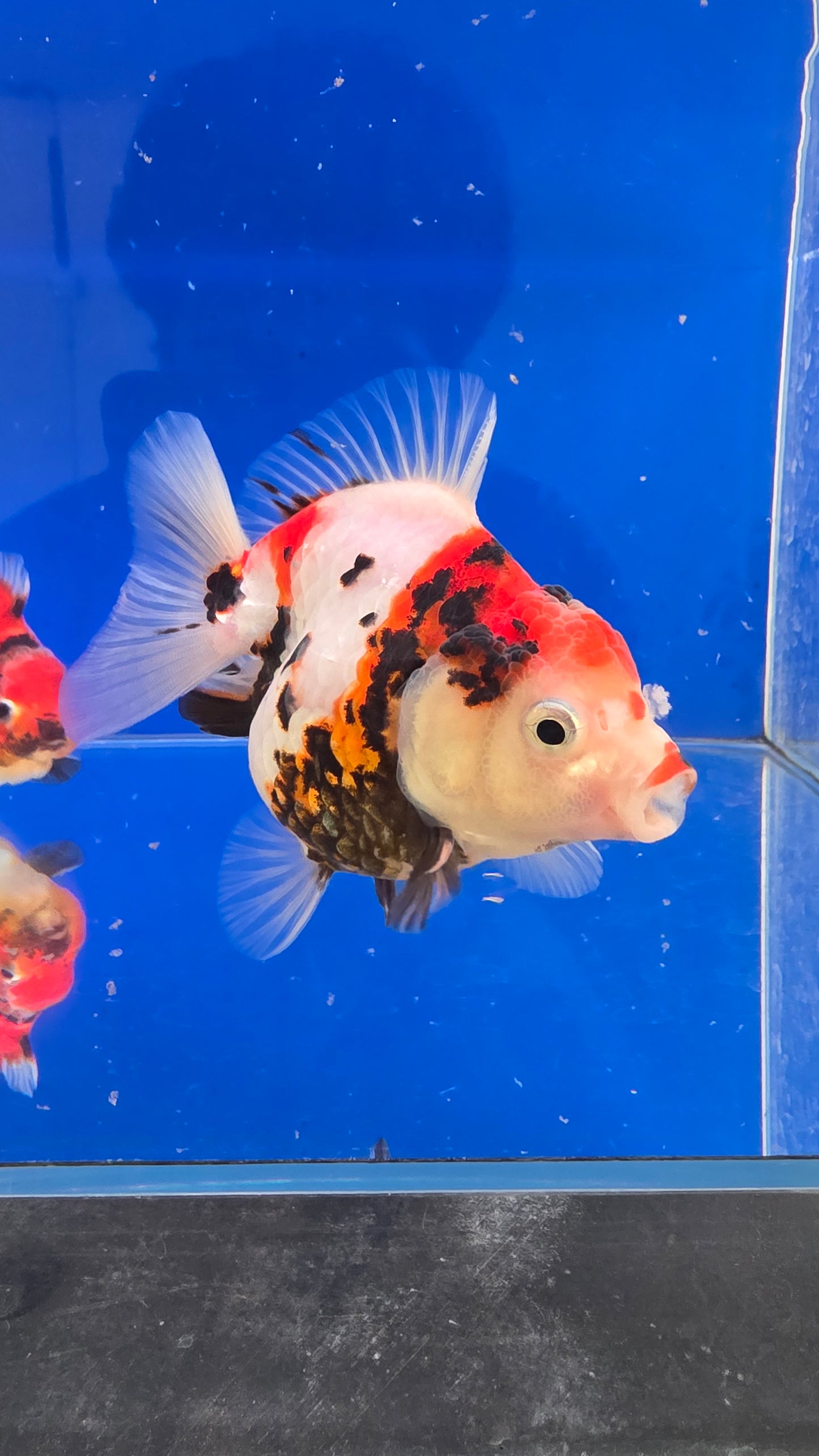 Tiger Oranda- 01
