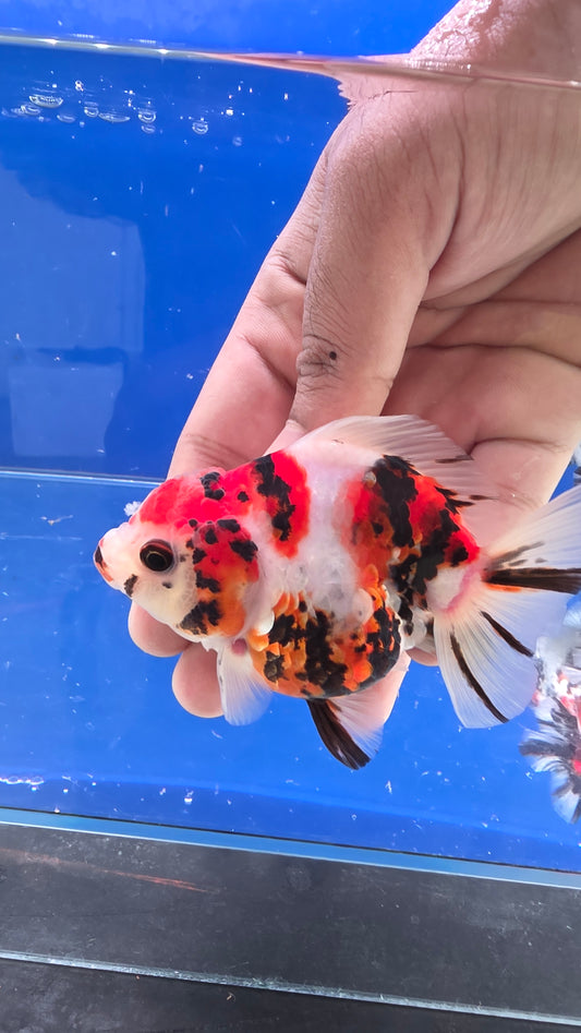 Tiger Oranda- 01