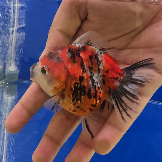 Tiger Oranda- 02