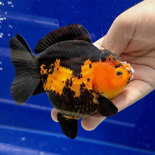 Apache Oranda