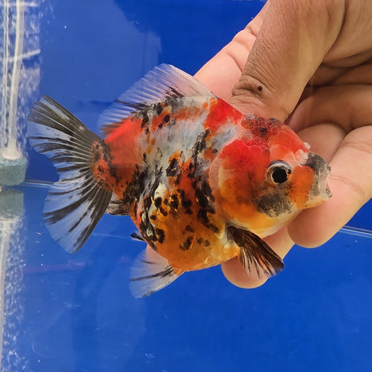 Tiger Oranda- 02