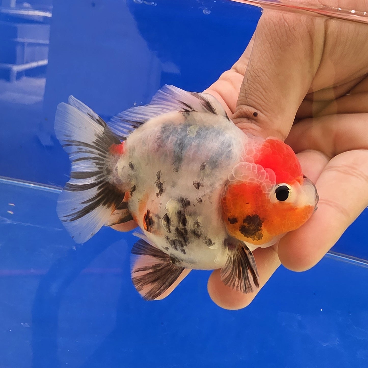 Calico Oranda - 03