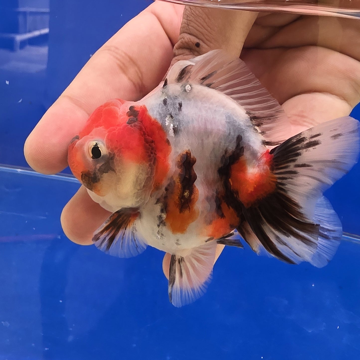 Calico Oranda - 03