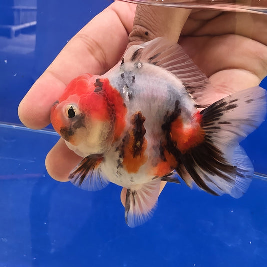 Calico Oranda - 03
