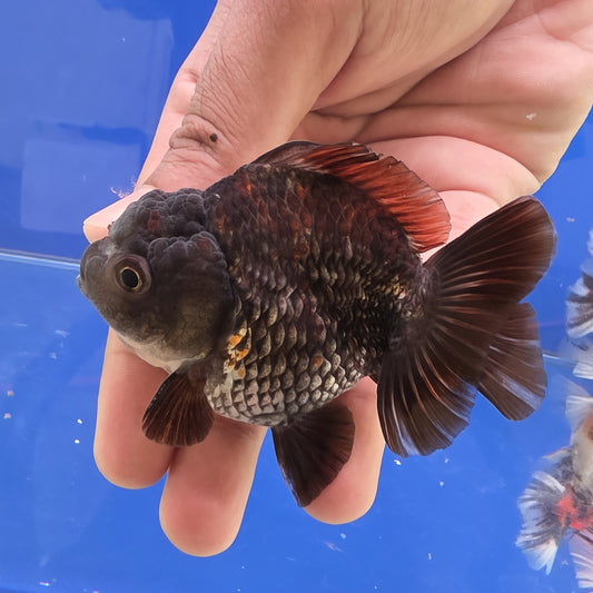 Black Oranda - 04