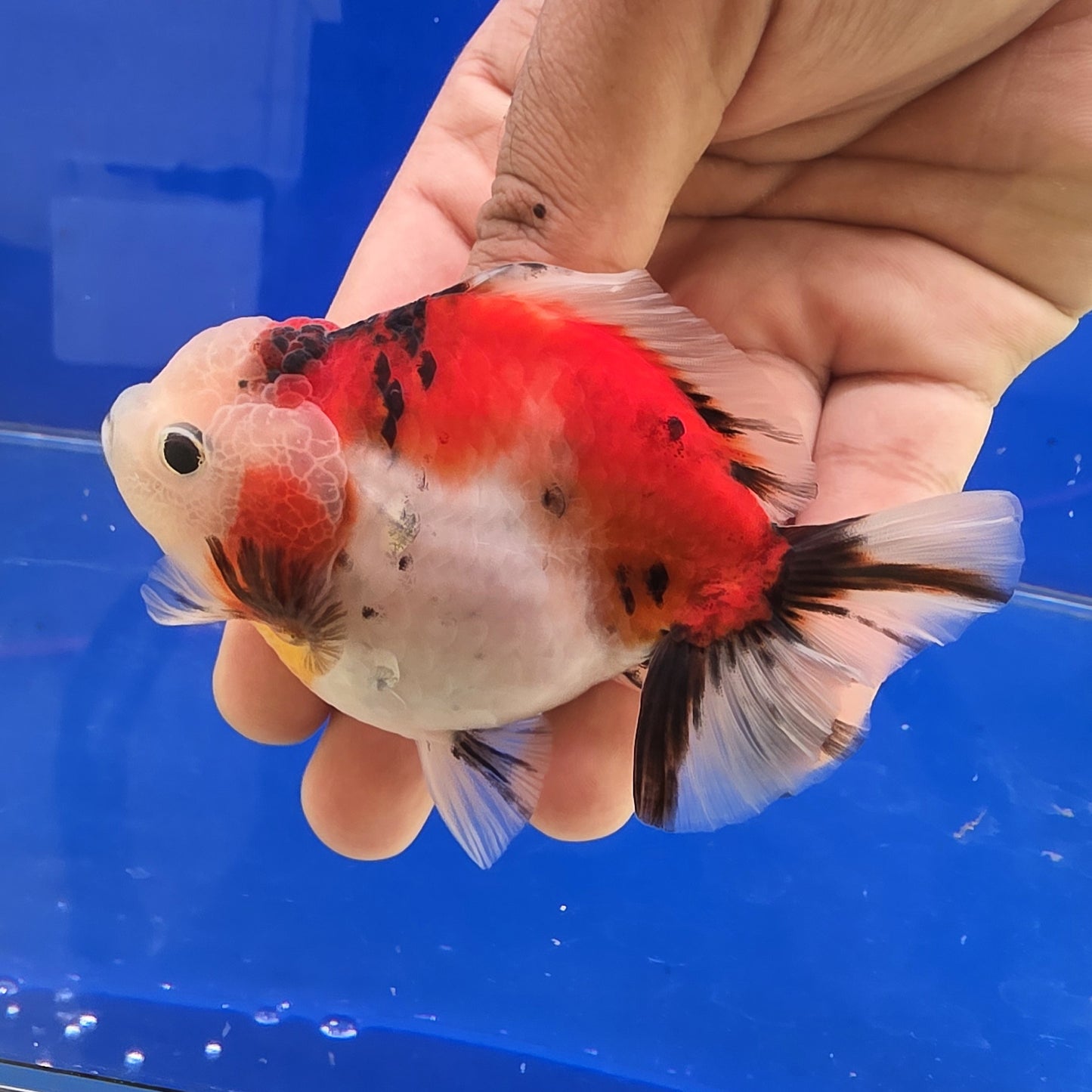 Calico Oranda- 06