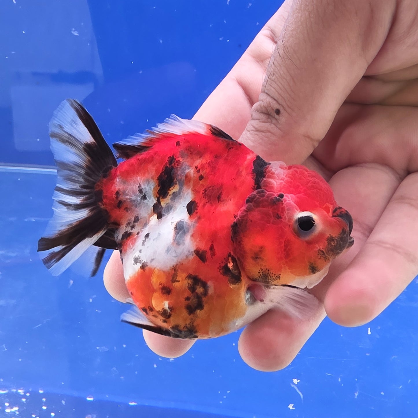 Calico Tiger Oranda- 07
