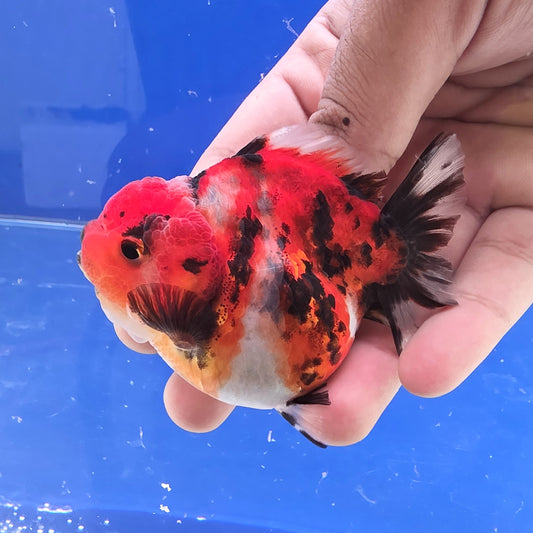 Calico Tiger Oranda- 07