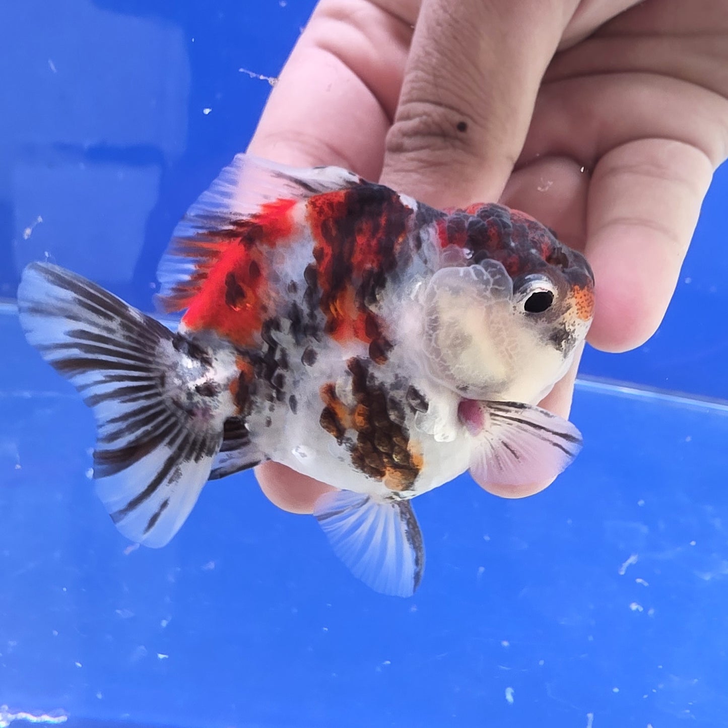 Calico Tiger Oranda- 08