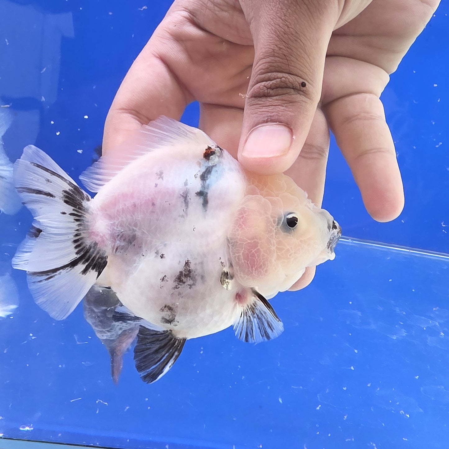 White Ink Oranda- 09