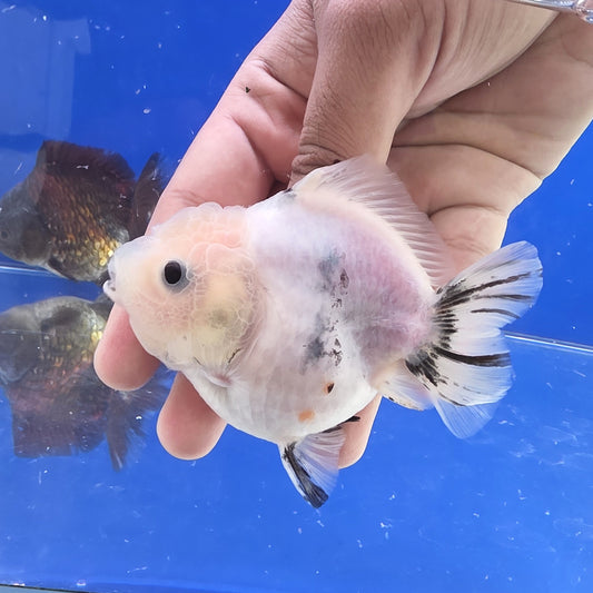 White Ink Oranda- 09