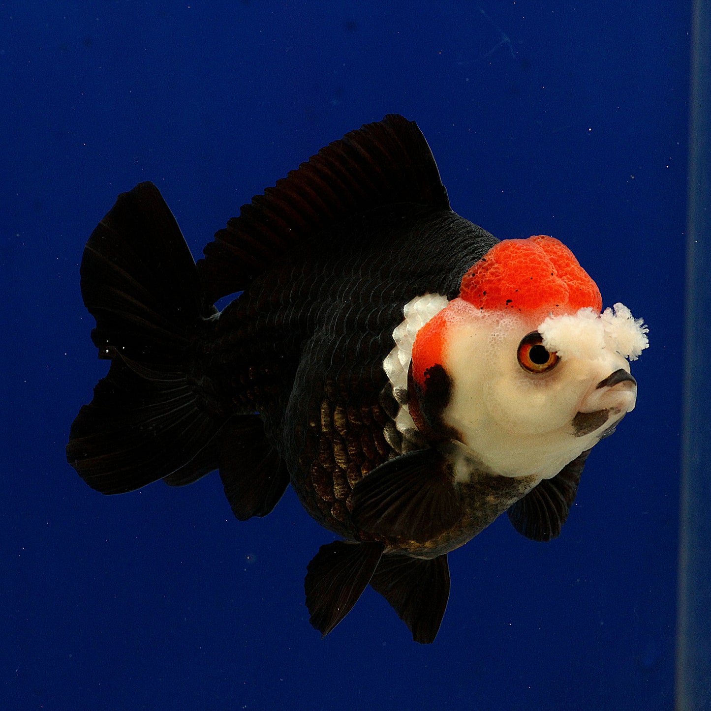 Tricolour Oranda