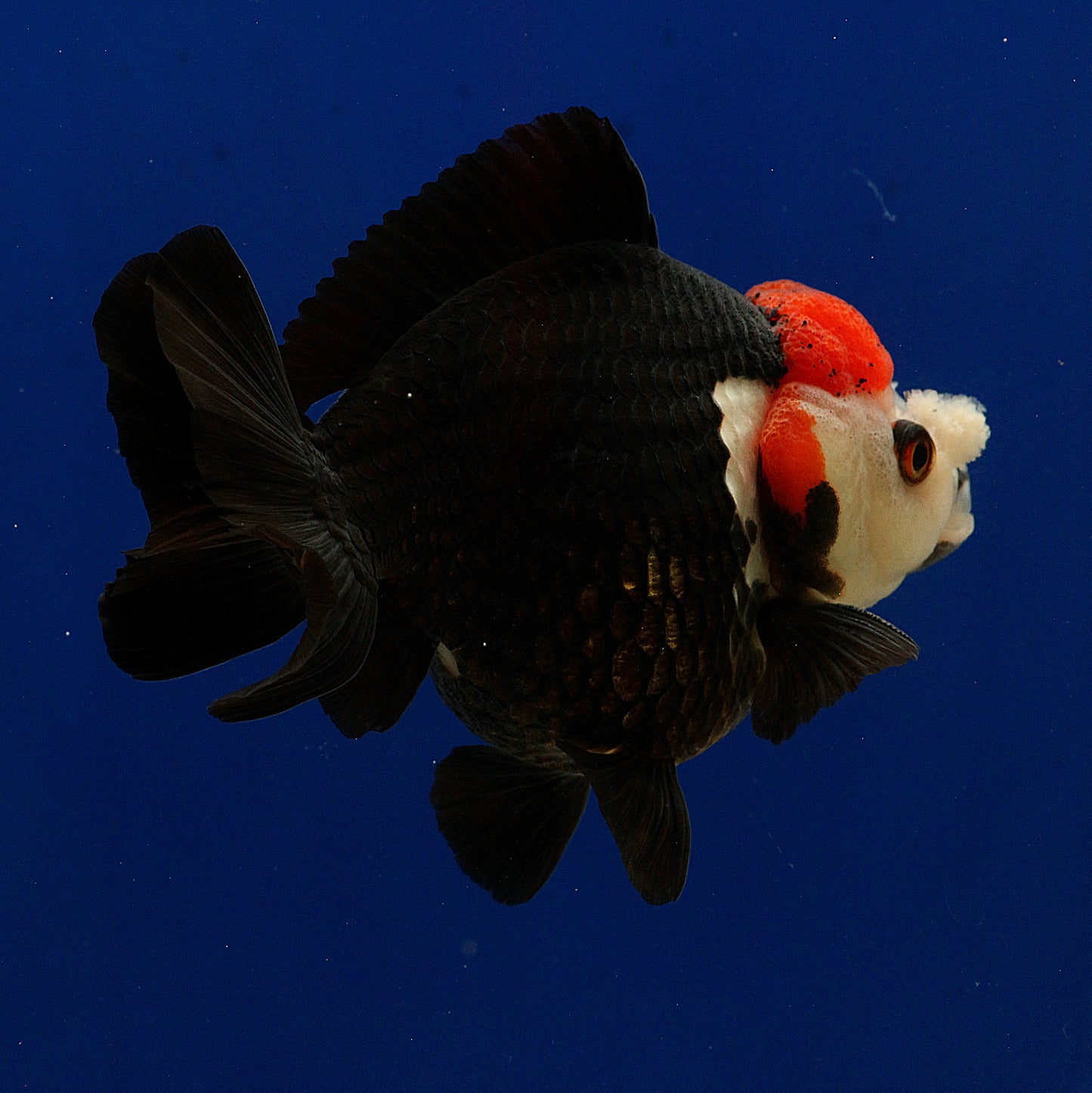 Tricolour Oranda