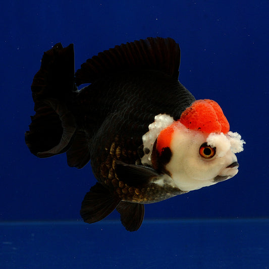 Tricolour Oranda