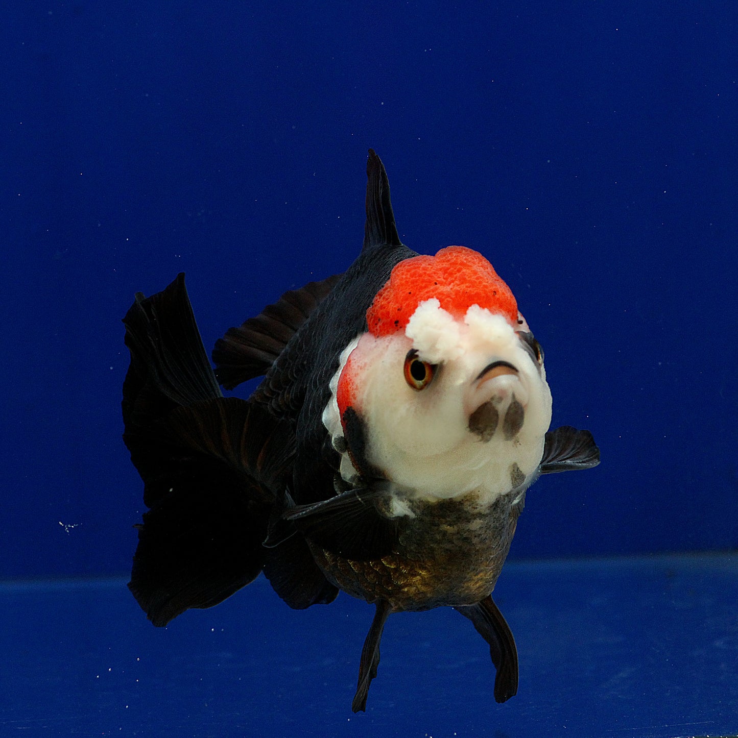 Tricolour Oranda