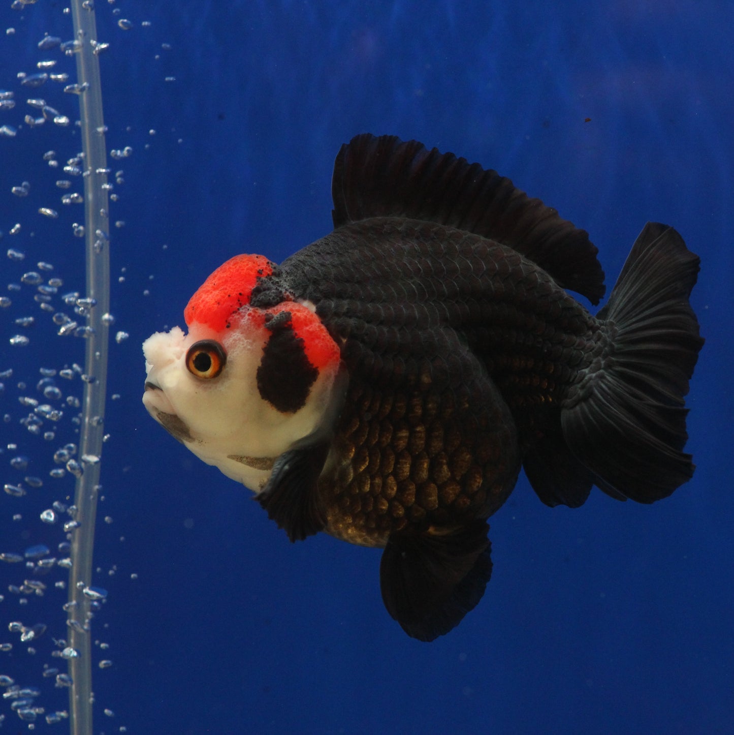 Tricolour Oranda